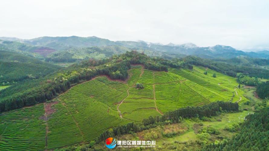 小茶控古树茶